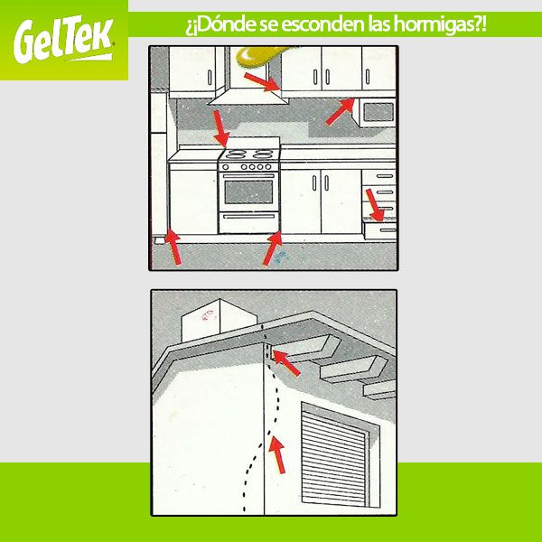 grafico que muestra donde se esconden las hormigas